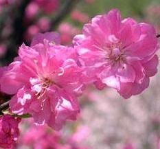 Mei Plum Blossom