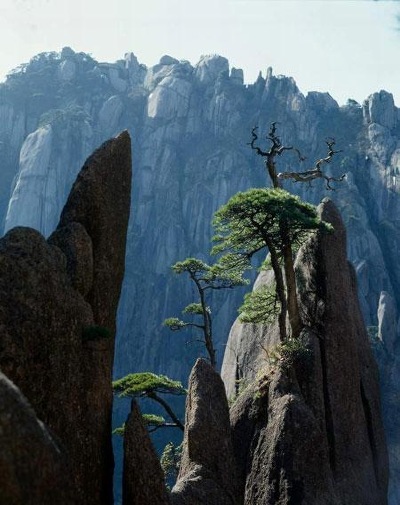 Huangshan Mountain top pines