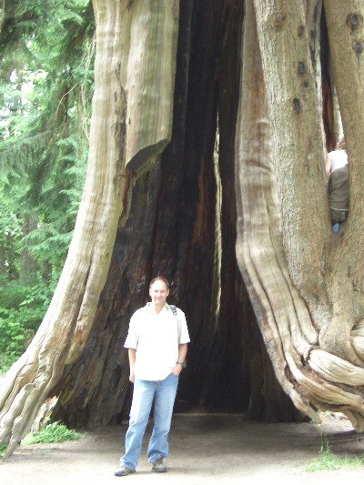 An image of an ' unlikely & unknown ' scholar, beneath a hollowed out tree, in Stanely Park, Vancouver, BC.