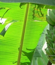 Banana leaves