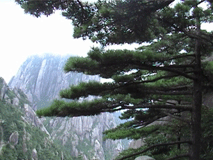 " Huangshan Pine," from Adrien Golinelli of pinetum.org - Arboretum de Villardebelle.