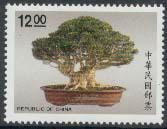 Penjing Box Tree - Buxus harlandi