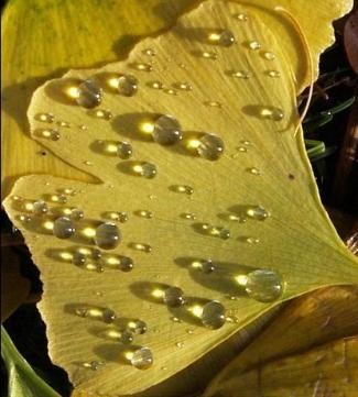 Rain drops on ginkgo leaves in autumn.