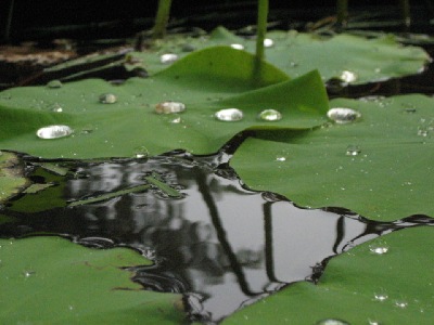 Rain drops on pond lillies