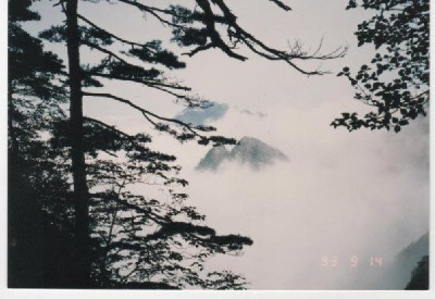 China trees & mountain scenery by  friend Ms Wang Christine.