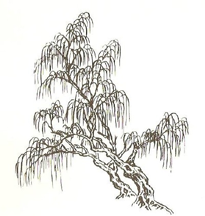 Willow Tree