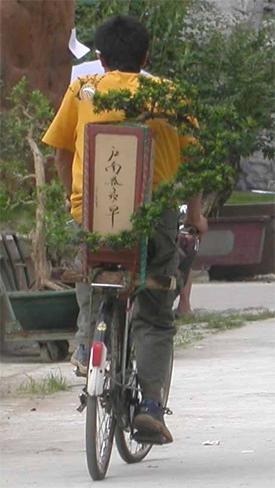 Chinese man taking a large hanging cliff style penjing to an exhibition, on the back of his bicycle.