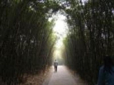 A man walking through a Sea of Bamboo in Chengdu - photo courtesy of Mr. Lulu Gifford via Ms Zhang Jia.