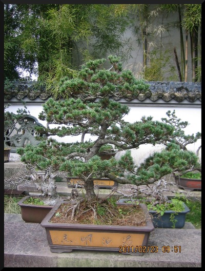 They [ the penjing ] ' blend in,' with the nature, that surrounds, them.