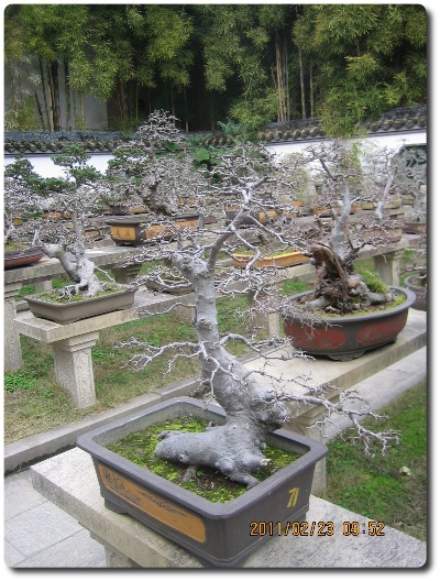 Notice the vast numbers, yet each is identified as a particular and unique diminutive landscape penjing.