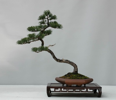 literati penjing by Master Zhao Qingquan