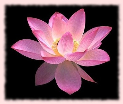 A pink Lotus.