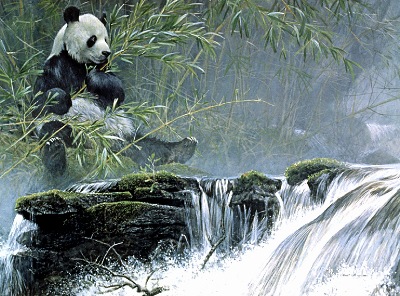 A painting of the Giant Panda, by Robert Bateman.