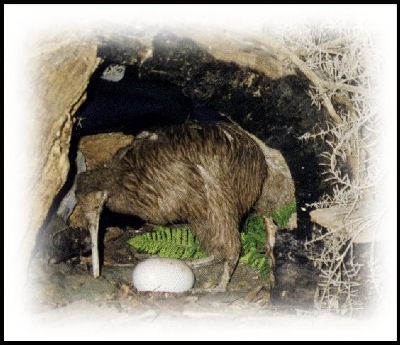 New Zealand's native bird - the Kiwi.