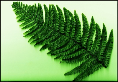 A Kiwi fern frond.