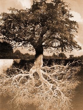 Tree roots unearthed