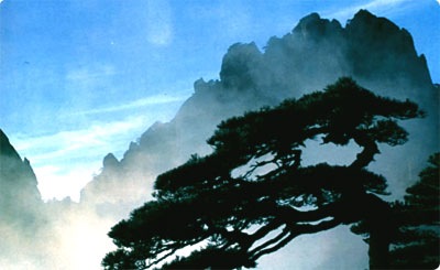 Huangshan Pine