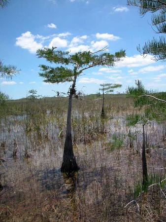 An " Everglades literati " tree by tripadvisor photographer [ wnbamiamisol ] from Key Lago, Florida.