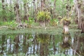Everglades in Florida, United States of America.