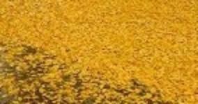 Ginkgo leaves, having fallen on the ground in Autumn.