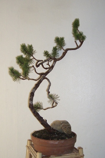 Mountain Pine penjing, by unknown artisan.