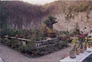 Penjing live display