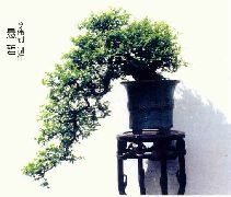Hanging cliff, waterfall style penjing.