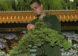 Sifu Philippe Tot working on penjing in the Lingnan Chinese Garden of Friendship, Sydney, Australia.