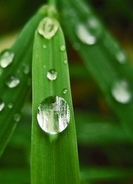 Rain on bamboo