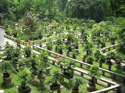 Penjing static display